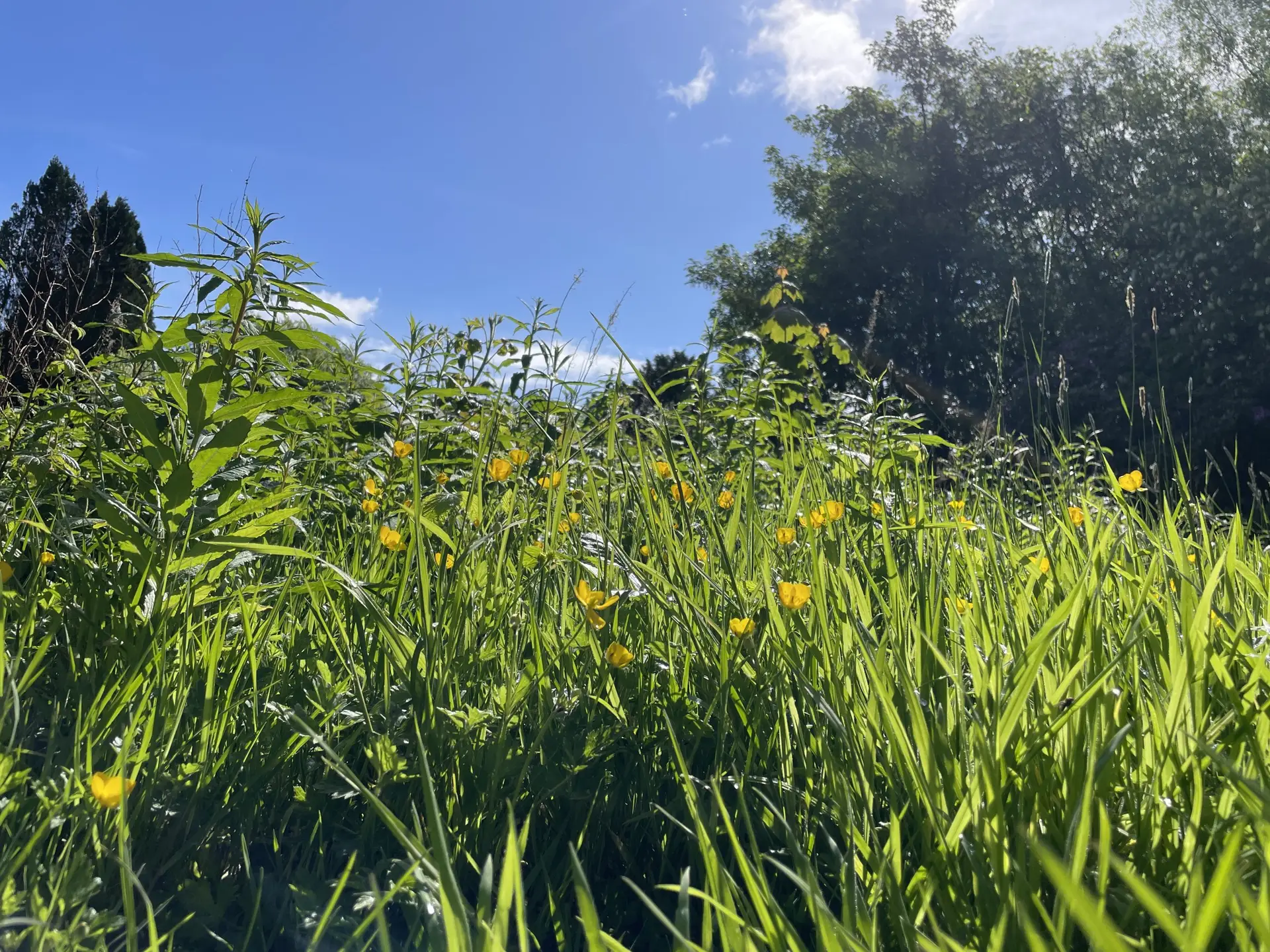 a grassy scene, splashed with dots of wildflowers and a blue sky and green, full trees behind
